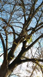 Low angle view of bare trees against sky