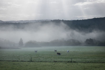 Cows in the morning mist