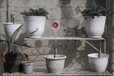 Close-up of potted plants on shelf against wall