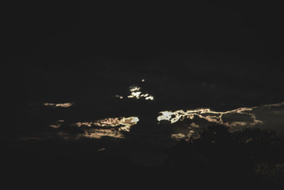 Trees against sky at night