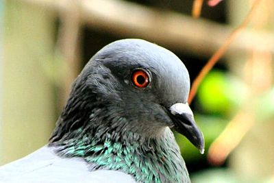 Close-up of bird