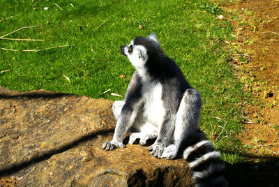 High angle view of cat on grass