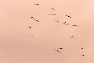 Low angle view of birds flying in the sky