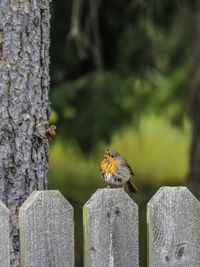 Robin on a fence