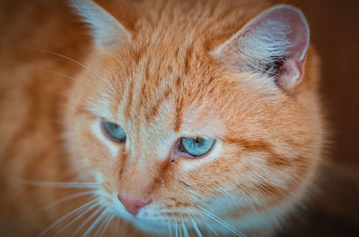 Close-up portrait of cat