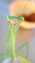 Close-up of damselfly on leaf