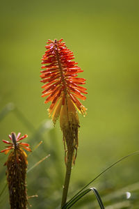 Close-up of red flower