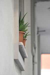 Close-up of potted plant against wall