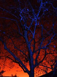 Low angle view of bare trees at sunset