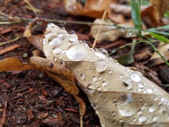 Close-up of wet mushroom on dry leaves