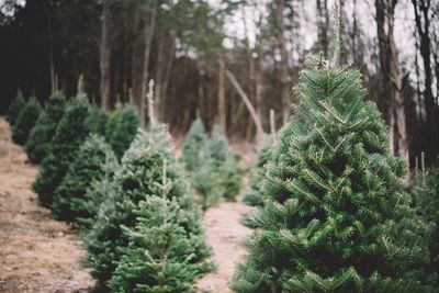 Pine trees in forest