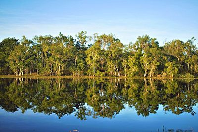 Reflection of trees in lake against clear sky