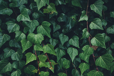 Full frame shot of wet plants during rainy season