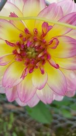 Close-up of fresh yellow flower blooming outdoors