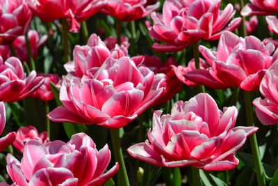 Close-up of pink flowers