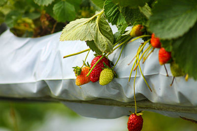 Close up of strawberry fruits in the farm