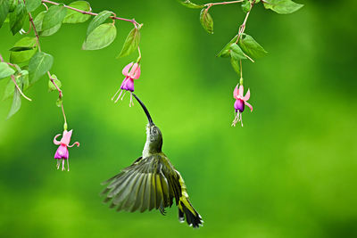 Close-up of bird flying