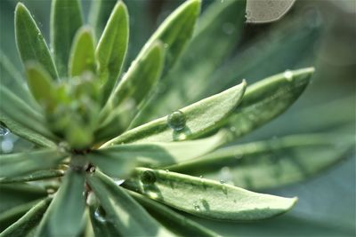 Close-up of succulent plant