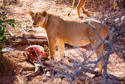 Portrait of lioness standing by dead animal on field at national park