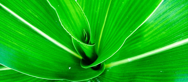 Full frame shot of palm leaf