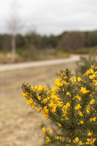 Close-up of yellow flowering plant on road