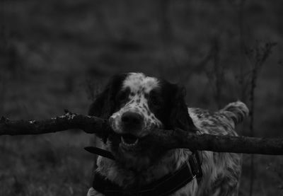 Close-up portrait of dog on field