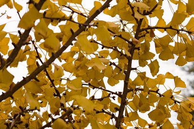 Low angle view of yellow leaves against sky