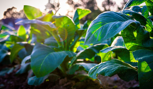 Close-up of green leaves