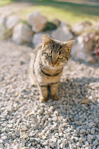 Close-up of cat