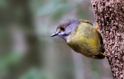 Close-up of bird perching on tree