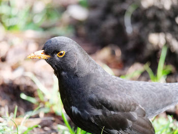 Close-up of a bird looking away