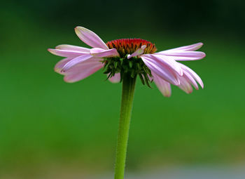 Close-up of pink flower