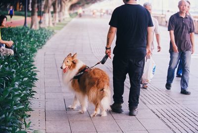 Rear view of dogs walking on footpath in city