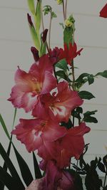 Close-up of pink flowers