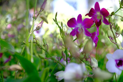 Close-up of purple flowering plants