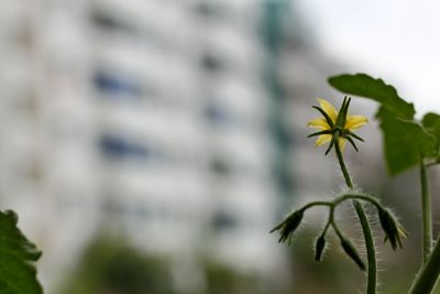 Close-up of insect on plant