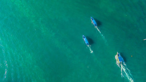 High angle view of whale swimming in sea