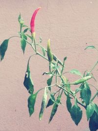 Close-up of plant against wall