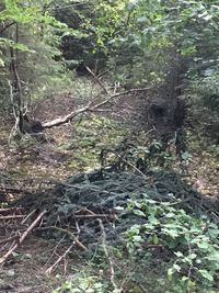 Trees growing in forest