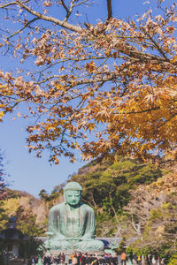Flowers growing on tree