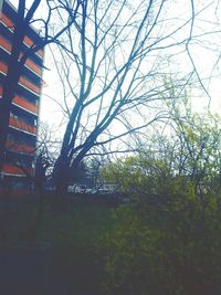 Bare trees against sky