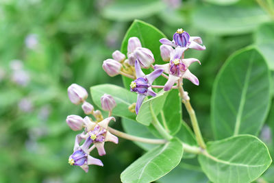 Close-up of purple flowering plant