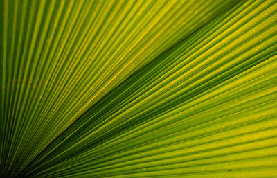 Green palm leaf texture for wallpaper and background. texture background. macrophotography. close up