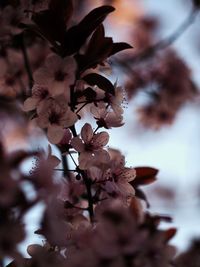 Close-up of cherry blossom