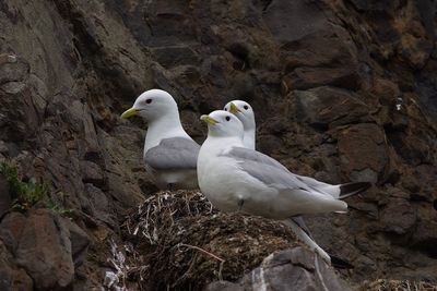 Seagulls perching on rock