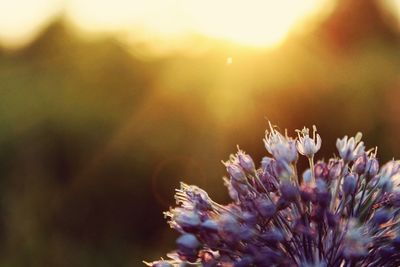 Close-up of purple flowering plant