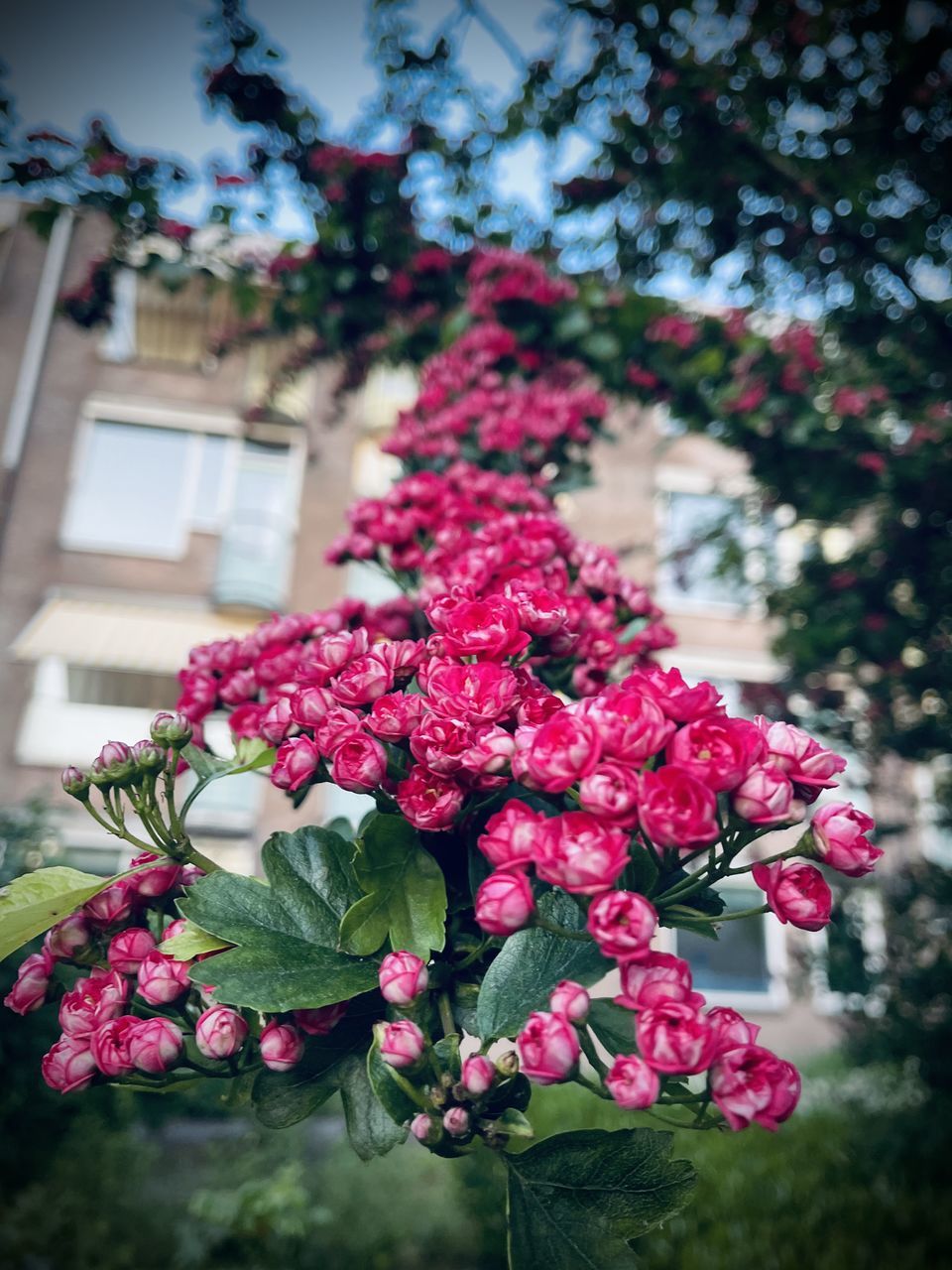 CLOSE-UP OF PINK FLOWERING PLANTS AGAINST TREES