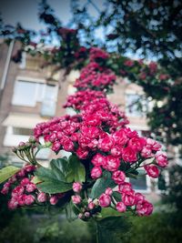 Close-up of pink flowering plant