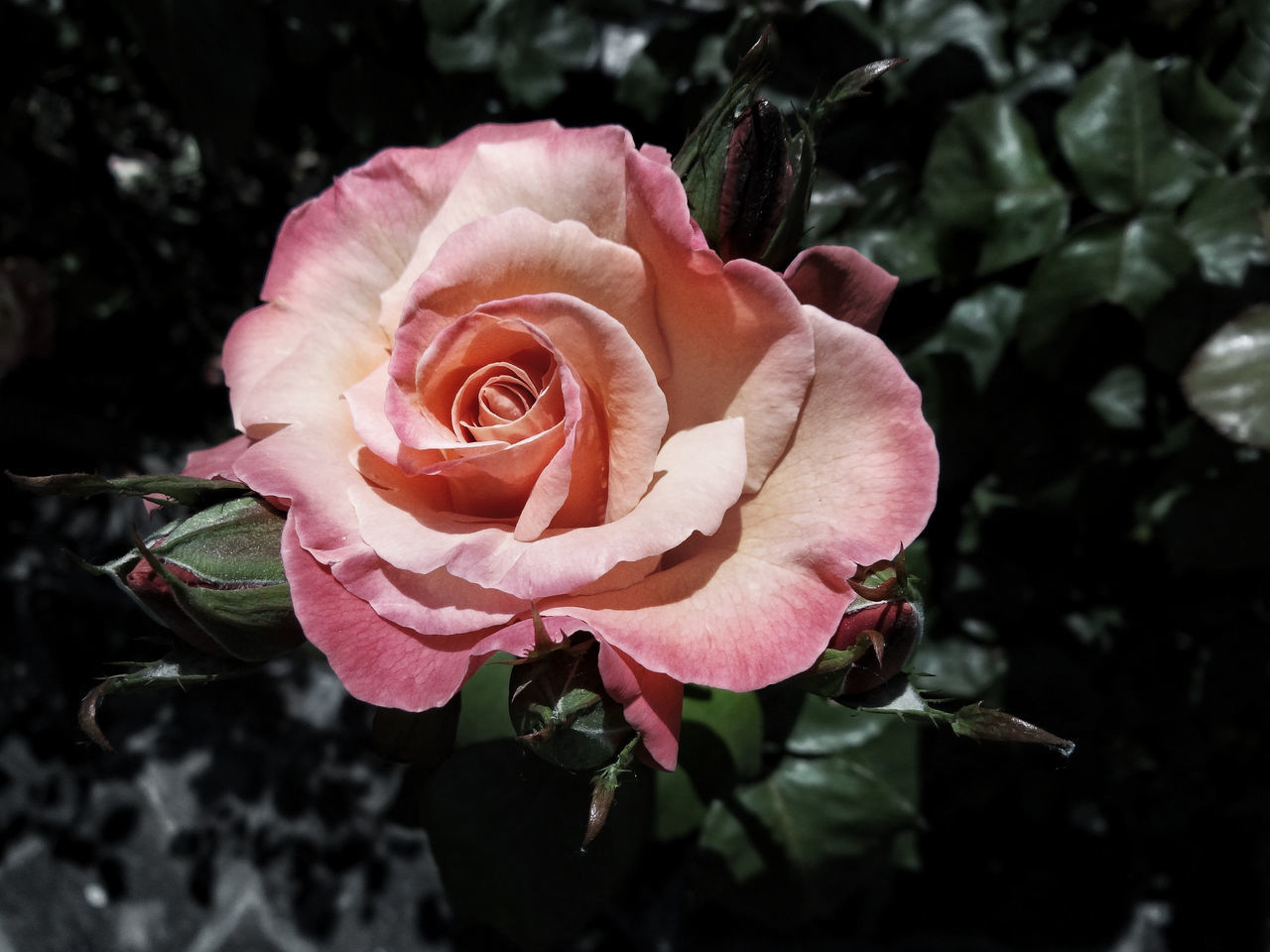 CLOSE-UP OF PINK ROSE AND PLANT