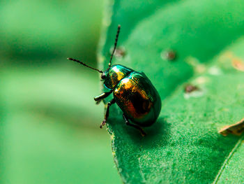 Close-up of insect